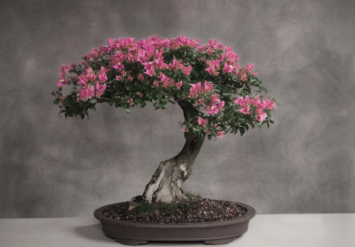 袁晓辉Rita : 盆景Bonsai 入門